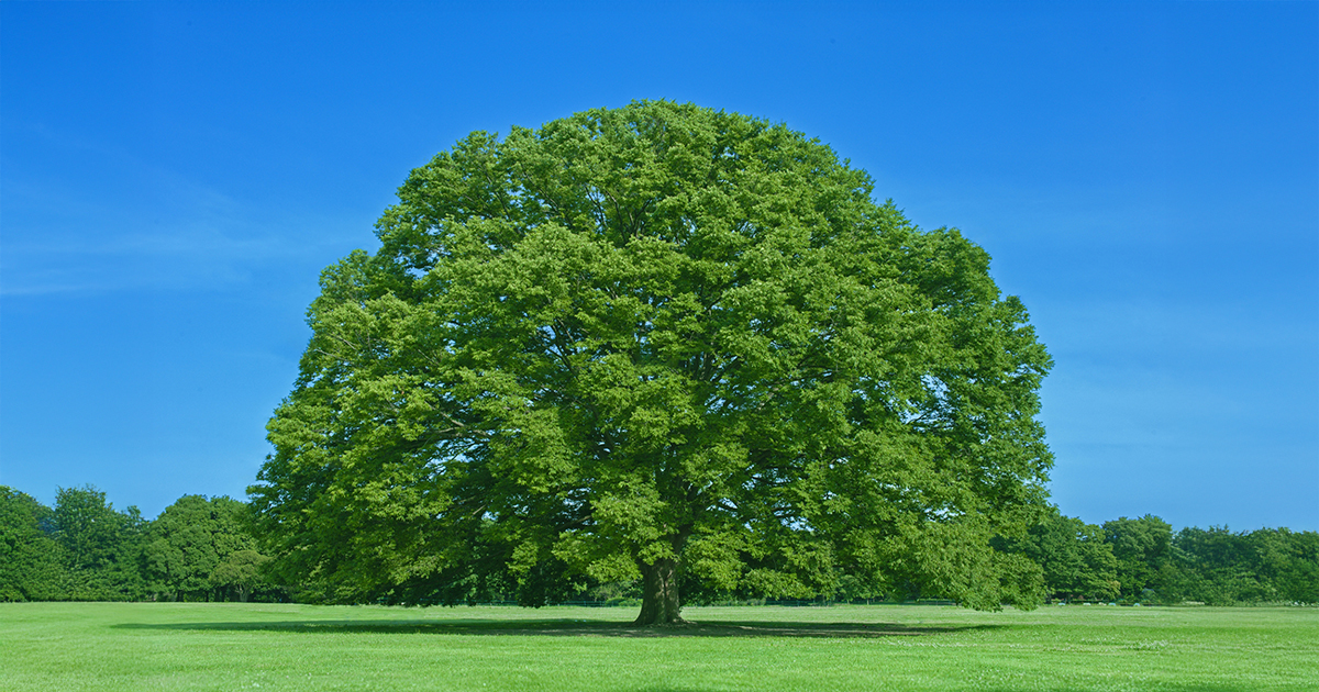 ブルー＝五行「木」成長・向上・発展・誠実のエネルギー